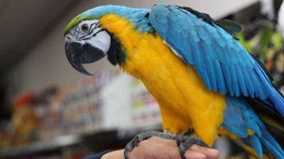 Güzelliği ve fiyatıyla dikkat çekiyor