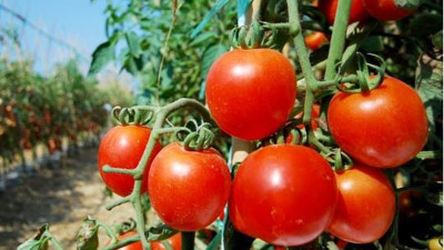 Domates seçerken dikkat edilmesi gerekenler