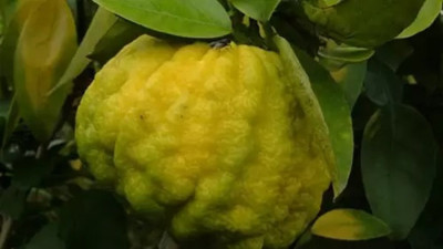 Ağaç Kavunu ne işe yarar (16 Kasım 2023)