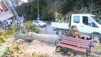 Köpeği ile oturan kadın ucuz kurtuldu! Çınar ağacı aydınlatma direğinin üzerine devrildi