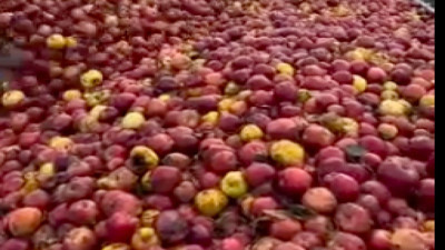 Meyve suyu üretimi için toplanan elmaların görüntüsü gündem oldu