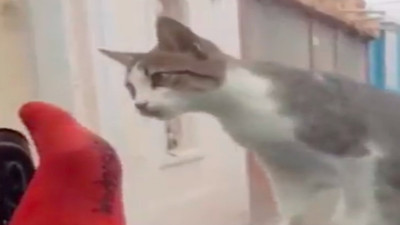 Allah'ın sopası yok! Kediyi korkutmaya çalışırken arabasının camını kırdı