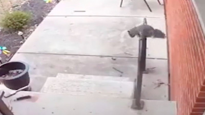 Kendisine mama veren kadına kurabiye bıraktan sincap