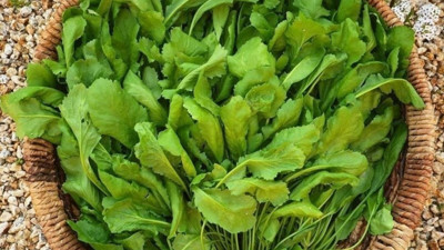 Tembel bağırsakları arı gibi çalıştıran sebze. En sağlıklı sebze listesinin en başında