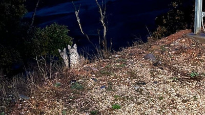 Anne ve yavru vaşak görüntülendi. Kırmızı listede yer alıyor