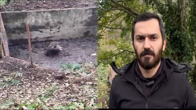 Yavru ayı Samanlı Dağları eteklerinde 2 metrelik boş havuza düştü: ‘Beni kurtarın’ diye gözümüzün içine bakıyordu