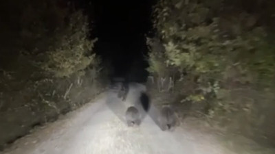 Zonguldak’ta ayılar köye indi