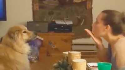 Sahibinin havaya attığı öpücüğü gözleriyle takip etti