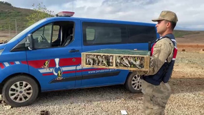 Tam 4 bin adet kuşla yakalandı. Dudak uçuklatan ceza