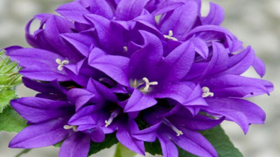 Çan çiçeği nelere iyi gelir