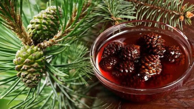 İşte çam kozalağının bilinmeyen yararları