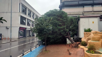 Sakarya’daki fırtınada ağaç otomobilin üzerine devrildi
