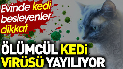 Evinde kedi besleyenler dikkat. Ölümcül kedi virüsü yayılıyor