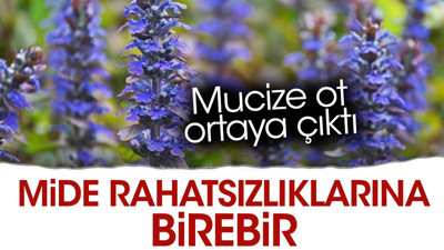 Mide rahatsızlıklarına birebir. Mucize ot ortaya çıktı