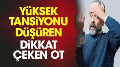 Yüksek tansiyonu düşüren dikkat çeken ot