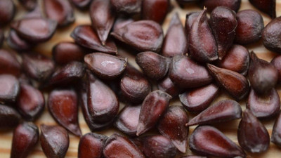 Ayvanın çekirdeğini çöpe atmayın işte nedeni