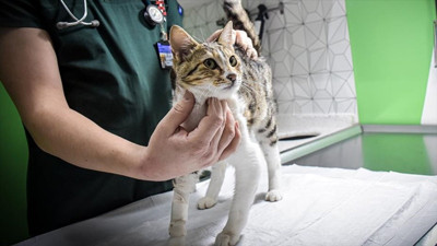 Yavru vatanı kasıp kavuruyor. Ölümcül virüs hızla yayılıyor