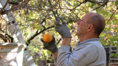 Cennet meyvesi 3 köyün geçim kaynağı. Kanseri durduruyor 15 TL'den satılıyor