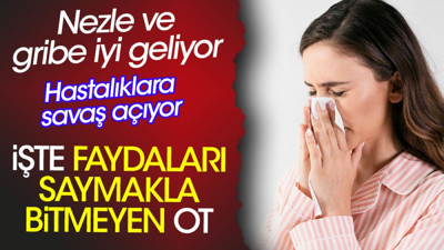 Nezle ve gribe iyi geliyor. Hastalıklara savaş açıyor. İşte faydaları saymakla bitmeyen ot