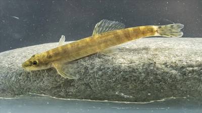 Nesli tükenirken bulundu. 47 yıldır hiç görülmüyordu