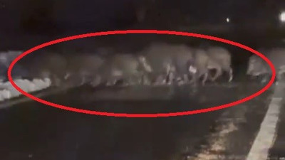 Yiyecek bulamayan domuz sürüsü yola indi