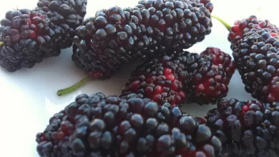 Kansızlığa dut pekmezi