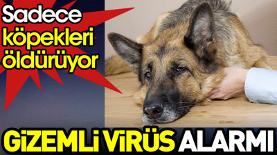 ABD’de gizemli virüs alarmı. Sadece köpekleri öldürüyor