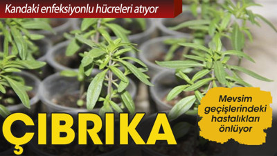 Çıbrıkanın yararları nelerdir