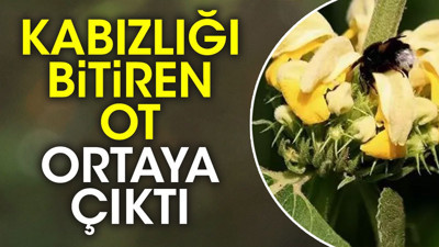 Kabızlığı bitiren ot ortaya çıktı