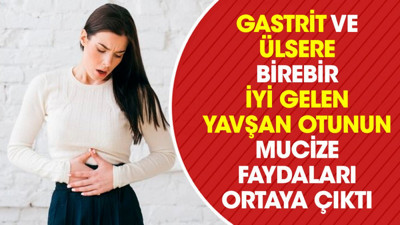 Gastrit ve ülsere birebir iyi gelen yavşan otunun mucize faydaları ortaya çıktı