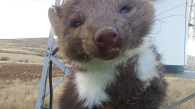 Bu kez trafoya sansar girdi