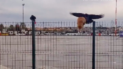 Tellerden inemeyen kediyi bir vuruşla indiren karga