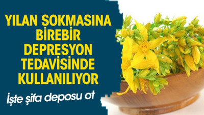 Yılan sokmasına birebir. Depresyon tedavisinde kullanılıyor. İşte şifa deposu ot