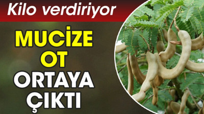 Kilo verdiriyor. Mucize ot ortaya çıktı