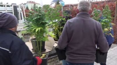 Apartman dairesi esrar bahçesi çıktı