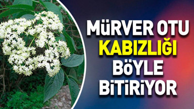 Mürver otu kabızlığı böyle bitiriyor
