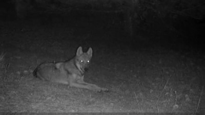 Bir foto kapan kuruldu hayvanlar poz verme yarışına girdi