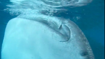 Denizde yüzerken karşılaştıkları olay akıllarını aldı