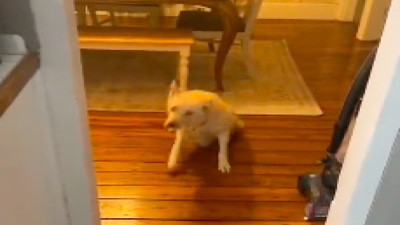 Evde tek kalan köpek alkol içip sarhoş oldu, yürümekte zorlandı