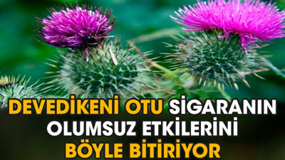Devedikeni otu sigaranın olumsuz etkilerini böyle bitiriyor