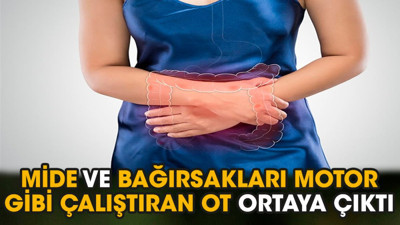 Mide ve bağırsakları motor gibi çalıştıran ot ortaya çıktı