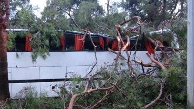 Devrilen çam 7 kişiyi yaraladı