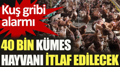 Kuş gribi alarmı. 40 bin kümes hayvanı itlaf edilecek