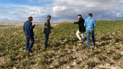 Topraktan fışkırıyor. Çiftçi üründen dağ yaptı