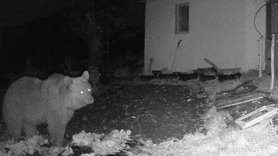 Arı kovanına dadanan ayı fotokapana yakalandı