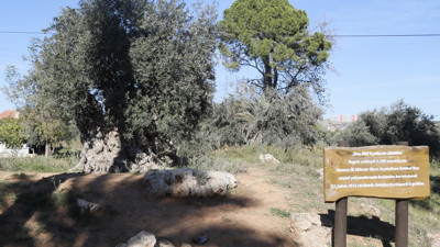 Kuraklık 1200 yaşındaki ağacı da vurdu