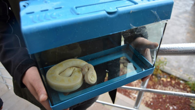 Pitonu satarken suçüstü yakalandı