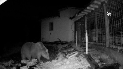 Bahçeye giren ayı fotokapana yakalandı