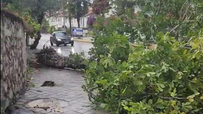 Kuşadası'nda kuvvetli rüzgar ağaçları devirdi
