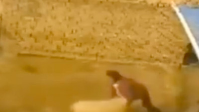 Çobanın katili defalarca saldıran koç çıktı